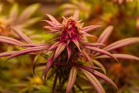 The Ultimate Guide to Cannabis Seeds Newfoundland